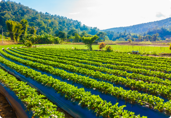 Agricultural Products